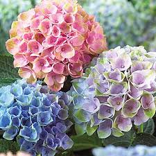Adding bone meal is a great way to increase the phosphorus in the soil. 7 Reasons Why Hydrangea May Not Bloom Gardener S Path