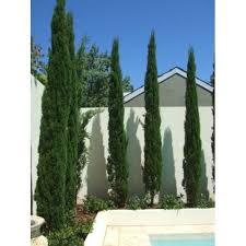 Cupressus Glauca Pencil Pine Possibly For Back Fence Will Give Great All Year Round Rich Green It Will Be Ni Backyard Fences Fence Landscaping Green Fence