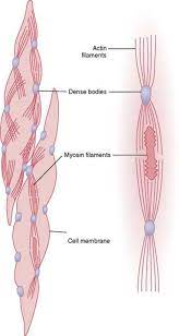 Smooth muscle is defined as a form of muscle tissue that is used by various systems in order to apply pressure to vessels and the organs.the smooth muscles are made up of sheets or strands of smooth muscle cells. Excitation And Contraction Of Smooth Muscle Membrane Physiology Nerve And Muscle Guyton And Hall Textbook Of Medical Physiology 12th Ed