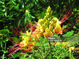 Image result for Erythrostemon gilliesii