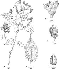 Image result for Gouania