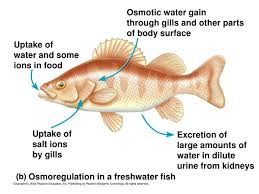 Visit our website for more information about our services or to speak to an expert. The Ideal Osmotic Environment For An Animal Cell Is A N Environment Blog Lif Co Id