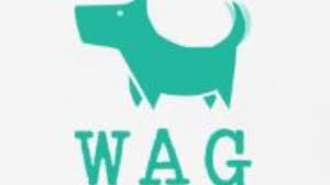Just like humans, pets want to look their best. W A G Pet Care Grooming Pet Grooming Centres In Dubai Marina Marsa Dubai Dubai