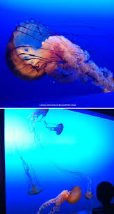 Jellies At The Omaha Zoo Omaha Zoo Zoo Coupons Zoo