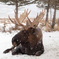 Animal Facts: Moose | Canadian Geographic