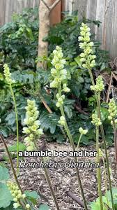 Image result for Heuchera cylindrica Greenfinch