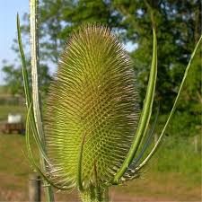 Image result for Dipsacus pinnatifidus