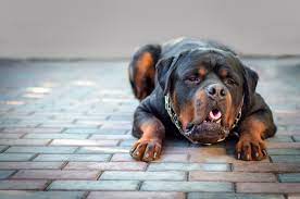 Jun 17, 2020 · when you introduce a new food, try it first in a separate meal before adding it to your dog's regular food. My Dog Is Vomiting A Yellow Foam And Is Not Eating Barkibu Es