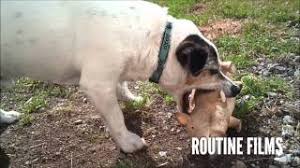 She successfully suckled the pig, and when he grew up to be a boar, he would have nothing to do with other pigs and was treated as a dog by his owners. Dog Attacks Baby Pig Youtube