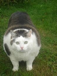 images?q=tbn:ANd9GcRAQFBErF2wTmebsh_bD4yvXdg7OE3QQGBUaa5M8v2QLPSUSdQiBg