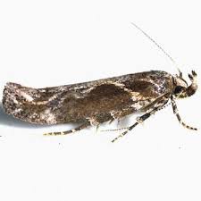 Image result for Gnidia mollis