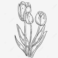 Gambar daun pisang kartun hitam putih. Gambar Gambar Garis Guratan Sederhana Tulip Yang Digambar Tangan Bunga Bunga Bunga Tulp Lukisan Tangan Png Dan Vektor Dengan Latar Belakang Transparan Untuk Unduh Gratis