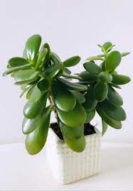 An excellent choice for indoor containers Money Plant Jade Plant Crassula Ovata Guide Our House Plants