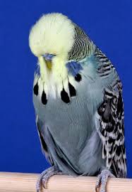 2017 World Championship Show The Budgerigar Society B L U E World Championship World Animals