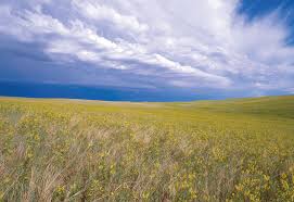 Grassland biomes are made mostly of grasses. Grassland Definition Animals Plants Types Facts Britannica