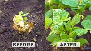 Affordability · clinical evidence · trusted knowledge Hyper Boost Plant Growth With Hydrogen Peroxide Youtube
