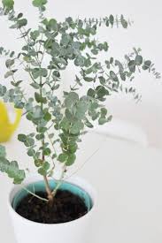 Die Besten Zimmerpflanzen Fur Die Wohnung Bonny Und Kleid Wohnung Pflanzen Pflanzen Zimmerpflanzen