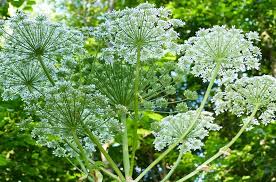 Для меня узнавать новые растения по определителям задача почти невыполнимая. Borshevik Kak Vyglyadit Naskolko Opasen I Gde Rastet Razbiraemsya Prospekt Mira Krasnoyarsk