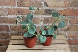Image result for Ceropegia incana