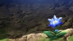 A flower's color is one of many factors that makes nature so beautiful, and today we'd like to pose the following question: ãƒ„ãƒ³ãƒ‡ãƒ¬ The Flower Symbolism Is The Same Flower