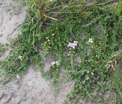 Image result for Dicerocaryum eriocarpum