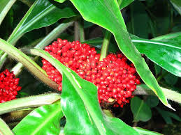 Image result for Palisota schweinfurthii