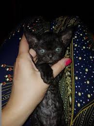 Black And White Kittens For Sale Essex Devon Rex Kittens For Sale Two Girls Sold Sold Devon Rex Kittens Devon Rex Cats Devon Rex