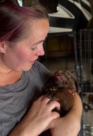 New bernese mountain dog puppy named Chase