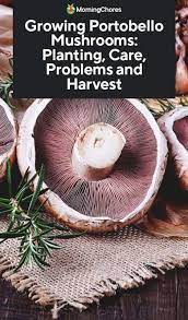 The first step in growing your own portobello mushroom is to purchase a complete handy kit. Growing Portobello Mushrooms Planting Care Problems And Harvest