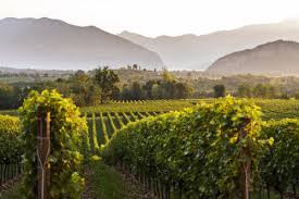 Seppur si intravedano elementi di qualità come l'esterno destro fratus e il trequartista lazzarini. Fratus Franciacorta In Vendita Su Winepoint