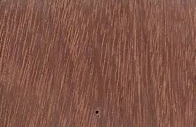 Image result for Bussea