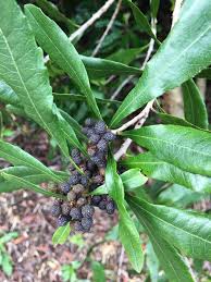 Image result for Myrica pilulifera
