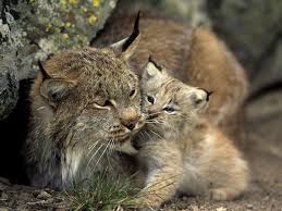Téléchargez vos images de lynx à imprimer pour les colorier. 47 Dessins De Coloriage Lynx A Imprimer