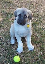 anatolian puppy growing up