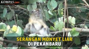 Tampaknya sebentar lagi baluran akan hujan. Kawanan Monyet Jarah Buah Di Kebun Warga Saat Diusir Malah Menyerang Halaman All Kompas Com