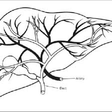 Human internal organs black icons set isolated on white. Diagram Of The Human Liver Download Scientific Diagram