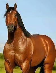 Bellos Animales Salvajes - Inicio | Facebook