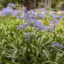 Helping gardeners grow their dreams since 1997. Lily Of The Nile Agapanthus High Country Gardens