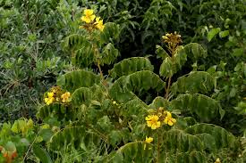 Image result for Markhamia obtusifolia