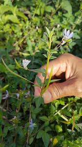 Image result for Cleome rutidosperma