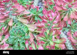Image result for Monadenium lugardiae
