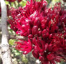 Image result for Schotia brachypetala