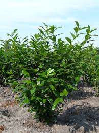 Check spelling or type a new query. La Difference Entre Les Lauriers Haie De Laurier Prix Vente Achat