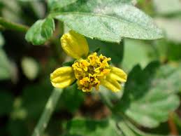 Image result for Bidens biternata