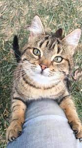 why is my cat so needy 7 reasons explained beautiful cats cat years cute baby animals