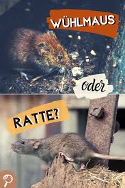 Haben sie ratten in ihrem garten oder keller entdeckt, so müssen sie sofort das lokale gesundheitsamt informieren. Wuhlmaus Oder Ratte So Erkennen Sie Die Unterschiede Wuhlmause Ratte Ratten Vertreiben