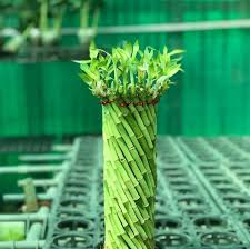 On the other hand, true bamboo is referred to as bambusoideae subfamily and is a form of tall grass, which grows to impressive heights and requires. Lucky Bamboo Feng Shui Benefits How To Grow And Care Plantdecors Blog