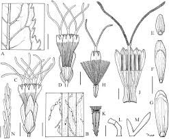 Image result for Stomatanthes