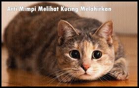 Bahkan hanya menganggap bahwa mimpi tentang anak kucing itu hanyalah bunga tidur semata. Arti Mimpi Melihat Kucing Melahirkan Menurut Primbon Jawa