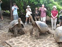 Zab walking down an old street in mallorca. Galapagos Tortoise Wikipedia